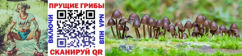 kraken маркетплейс  Ленинградская  darknet телеграм  Галлюциногенные грибы GOLDEN TEACHER 